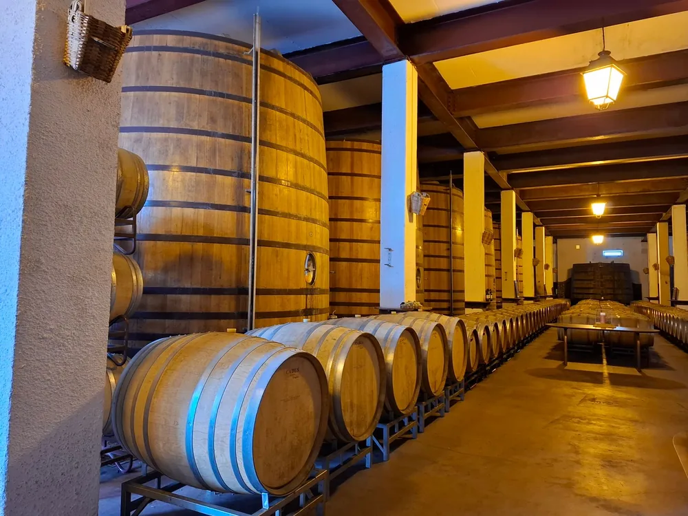 Interior view of a winery cellar featuring large wooden barrels for wine storage