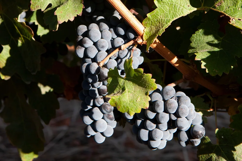 Juicy black grapes hanging in a vineyard, showcasing organic farming and natural beauty