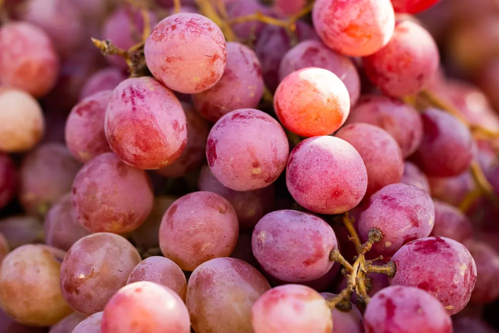 Juicy red grapes showcasing their rich color and texture, perfect for food and organic themes