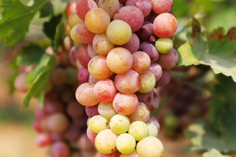 Juicy ripe grapes on the vine ready for harvest in a vineyard