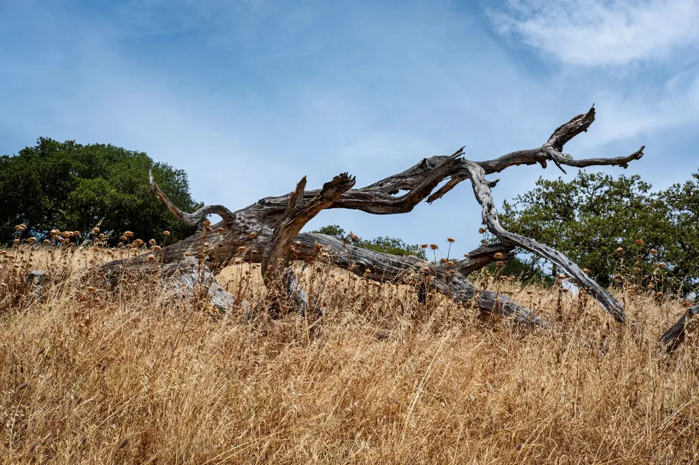 Landscape displaying a dry field and a fallen tree under a clear blue sky