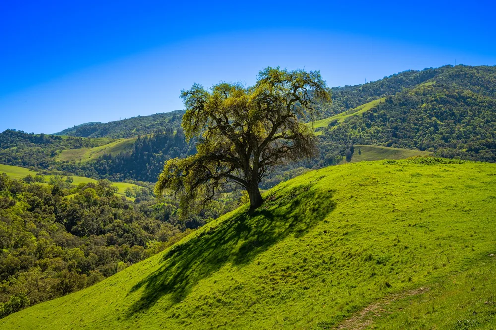 Landscape of a solitary oak tree on lush green hills under bright blue sky in Sunol, California