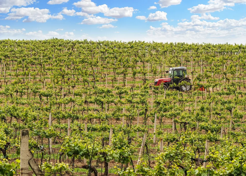 Landscape of a tractor working in a vineyard under a clear blue sky