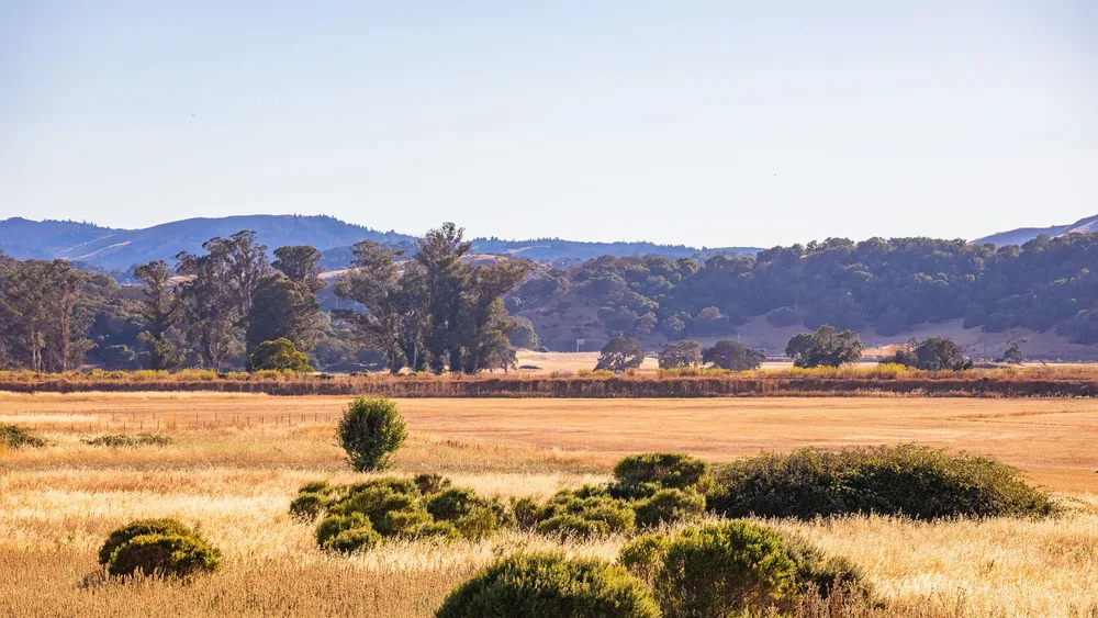 Landscape of golden fields and lush green trees under a clear blue sky