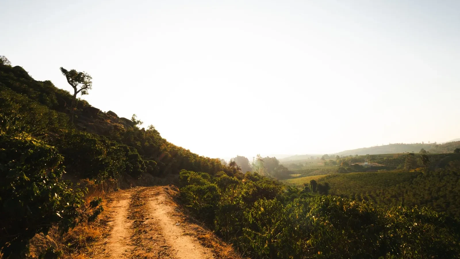 Landscape with a dirt path leading through lush hills at sunrise or sunset