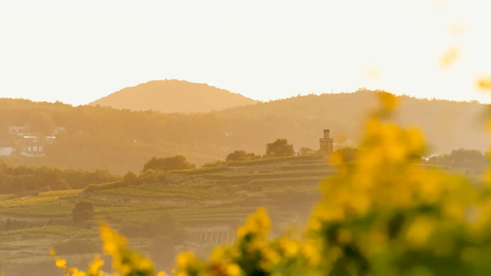 Last sunsights in vineyard