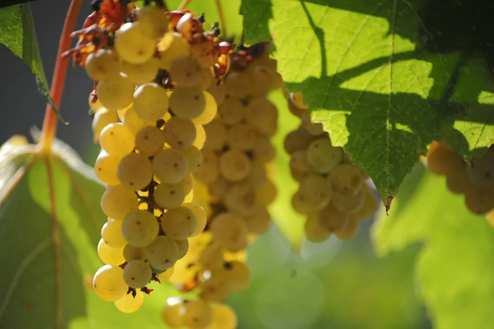 Late September and grapes are nearly ready for harvest. These grapes are grown over the path leading from the gate to the house