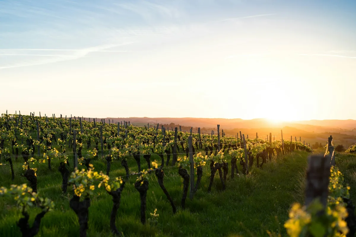 Vineyard rows on a dry golden hillside in warm late afternoon light