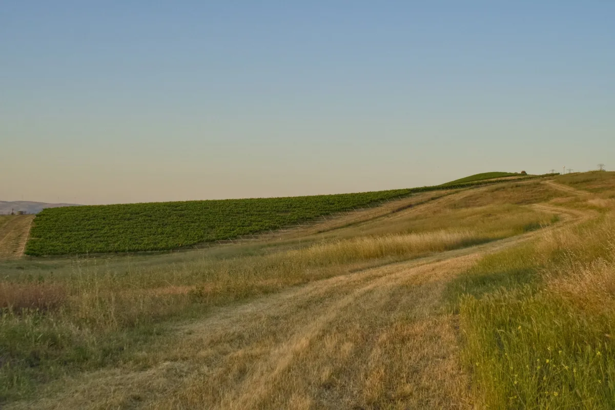 A dirt road running through a lush green field