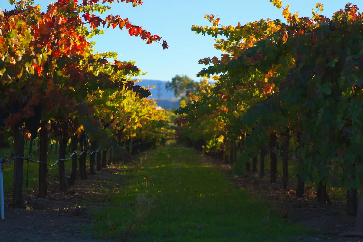 Vineyard rows with autumn foliage under a clear blue sky