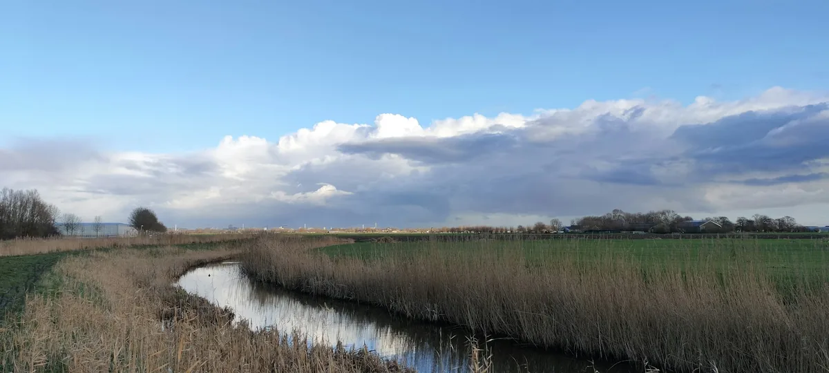 Wind moving through tall grass beside a slough with water and reeds in the foreground