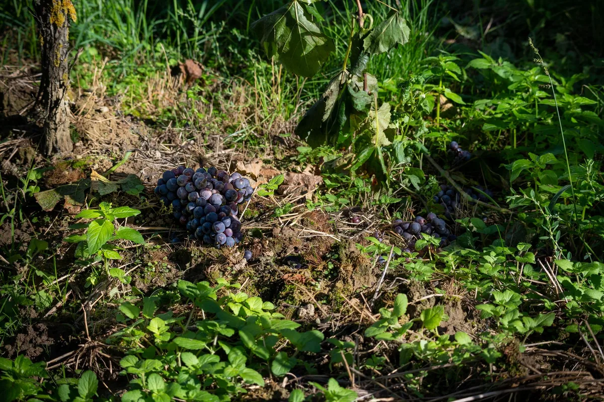 Bunches of dark grapes on a vine with dry cracked soil visible beneath the canopy