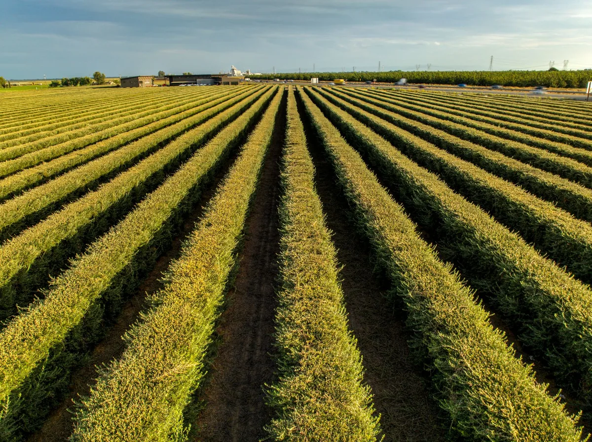 Rows of thick trunked head-trained vines with no trellis wires in bright afternoon sun