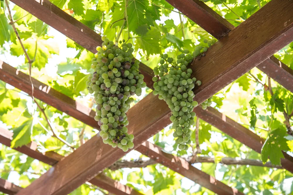 Low angle green sweet grape vines ripening on wooden pergola in vineyard on sunny plantation