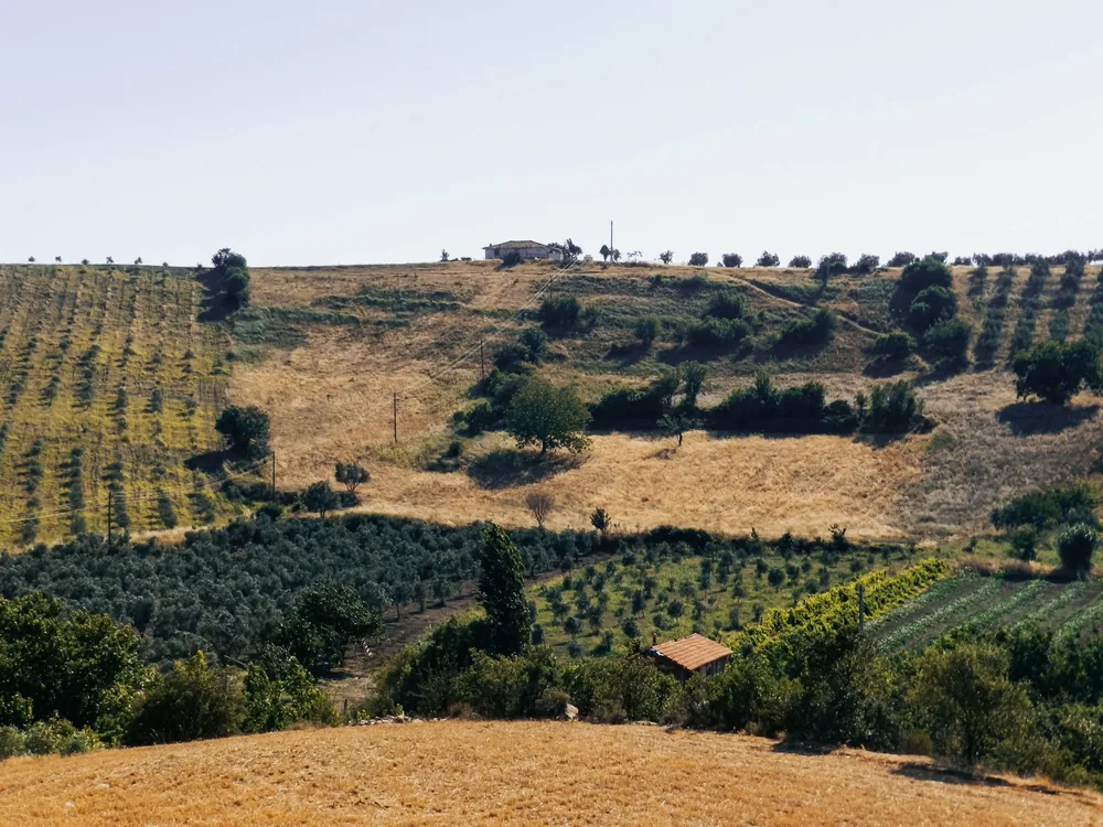 Lush agricultural fields and trees under a clear sky, capturing rural tranquility