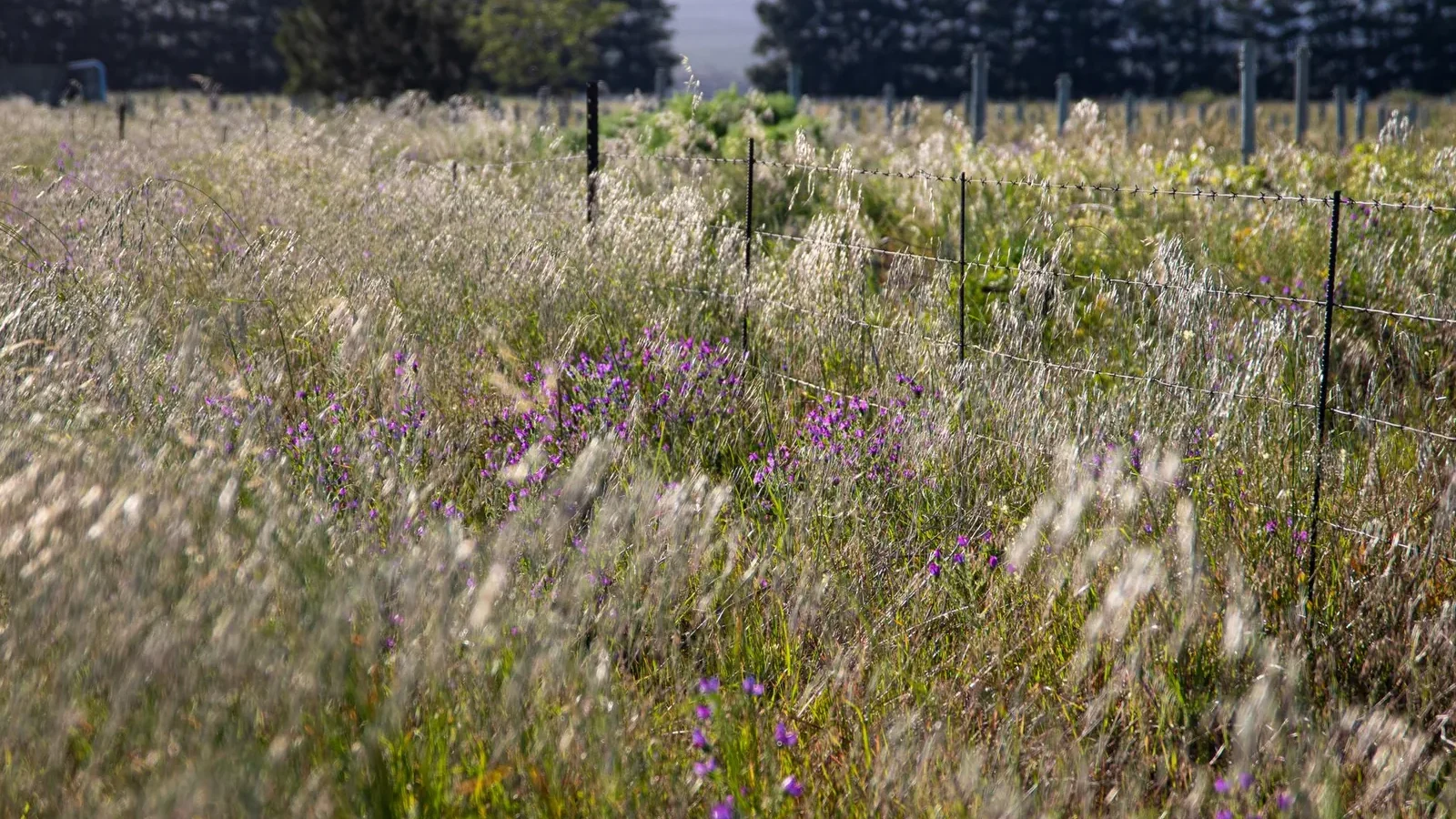 Lush countryside field adorned with purple wildflowers and a rustic fence
