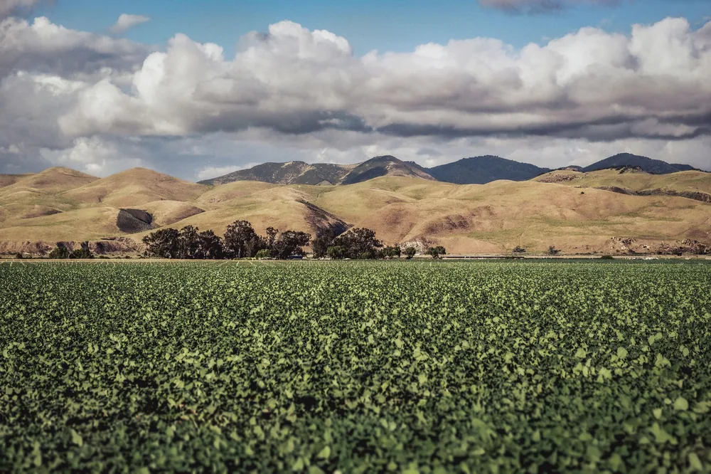 Lush fields against rolling hills under a cloudy sky in Santa Maria, California
