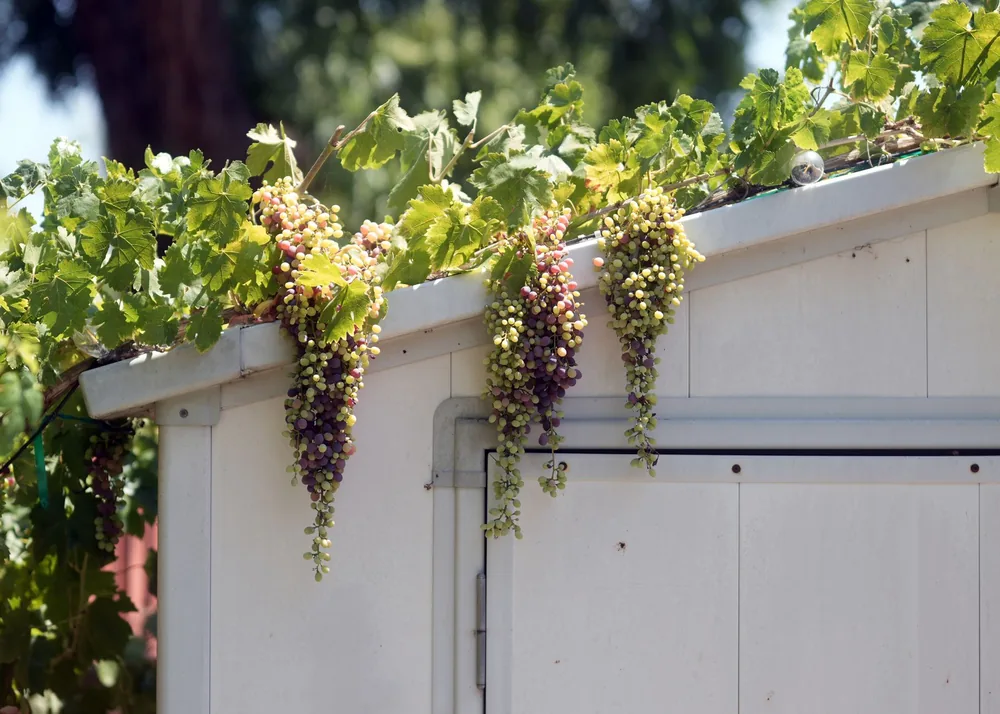 Lush grapevine with ripe grapes cascading over a shed roof on a sunny summer day