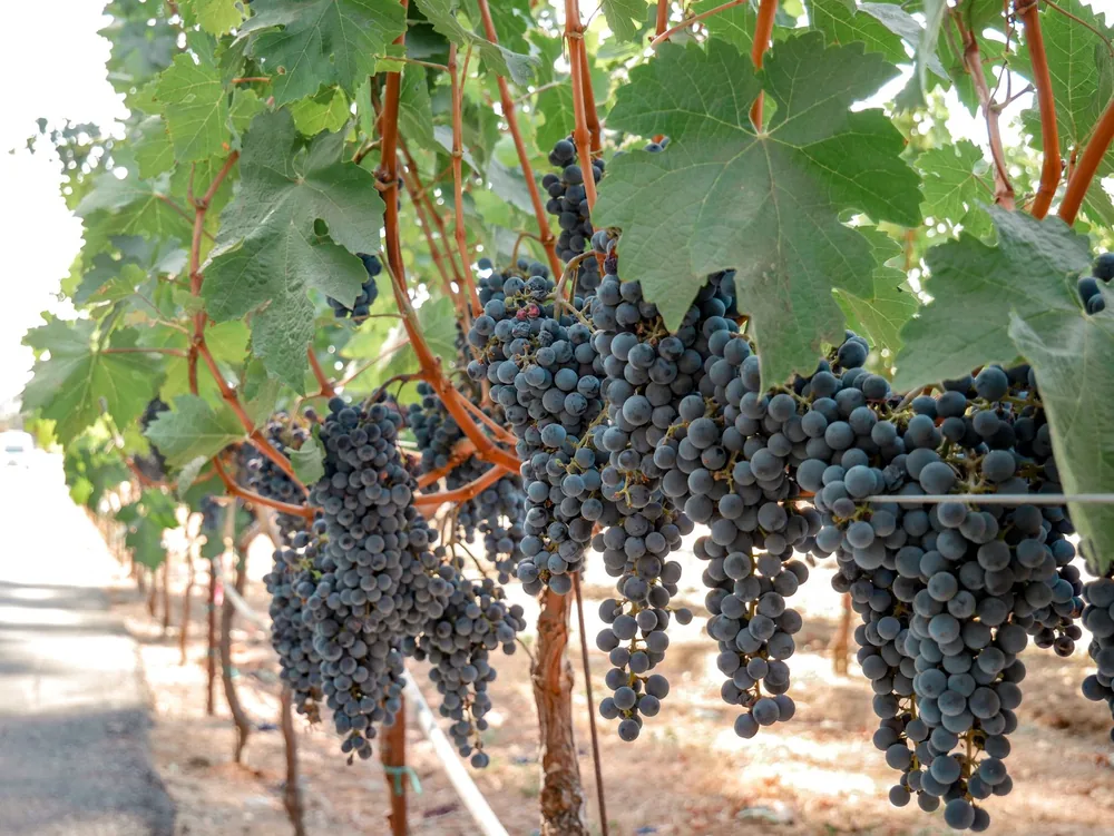 Lush grapevines in Napa, California vineyard under sunlight, perfect for wine enthusiasts
