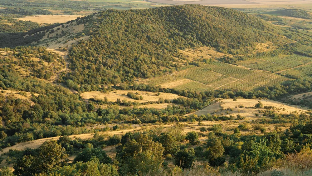 Lush green fields and vineyards in the hills of Șiria, Romania