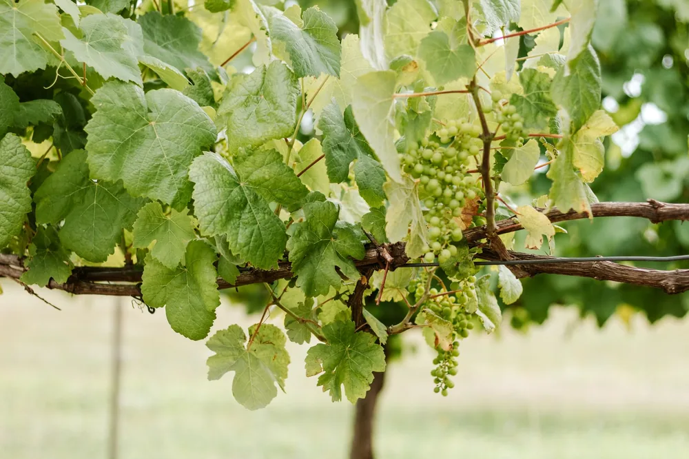 Lush green grape vine with grape clusters, perfect for vineyard themes