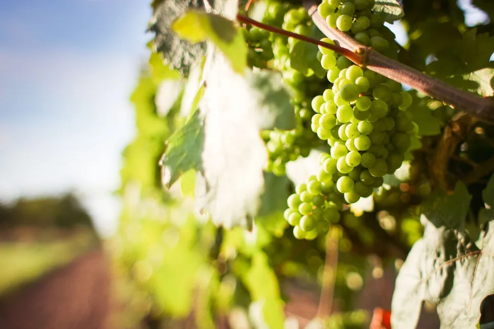 Lush green grapes growing on a sunlit vineyard, perfect for wine production