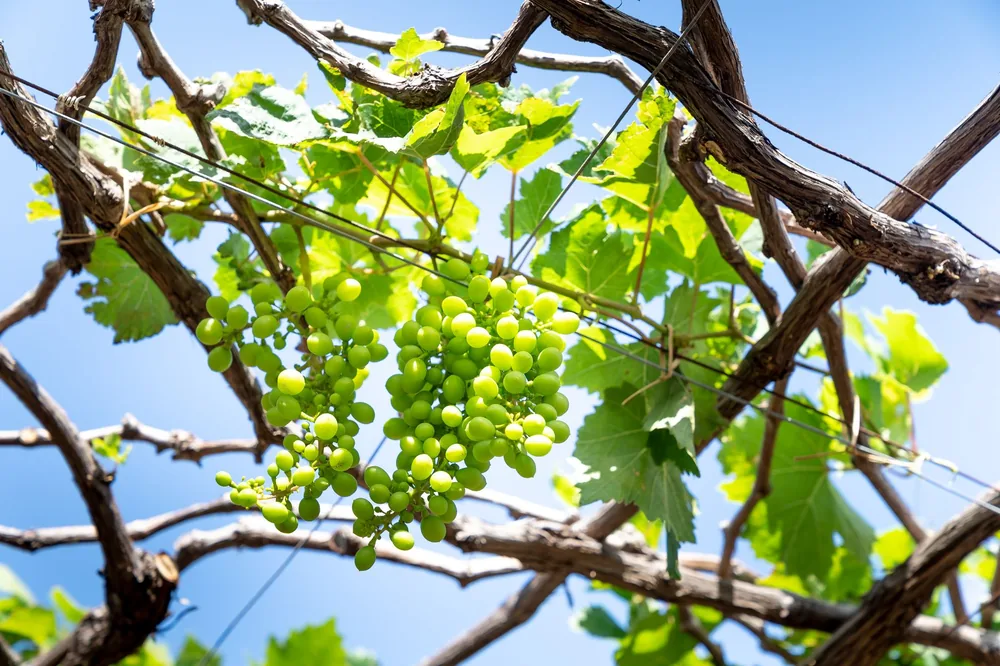 Lush green grapes hanging from vines against a bright blue sky, showcasing nature's beauty