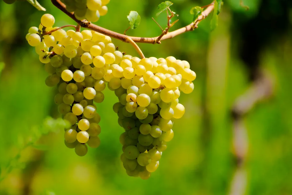 Lush green grapes hanging on the vine in a sunlit vineyard, ideal for wine production