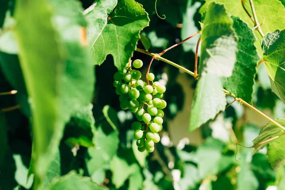 Lush green grapes hanging on the vine with leaves in sunlight