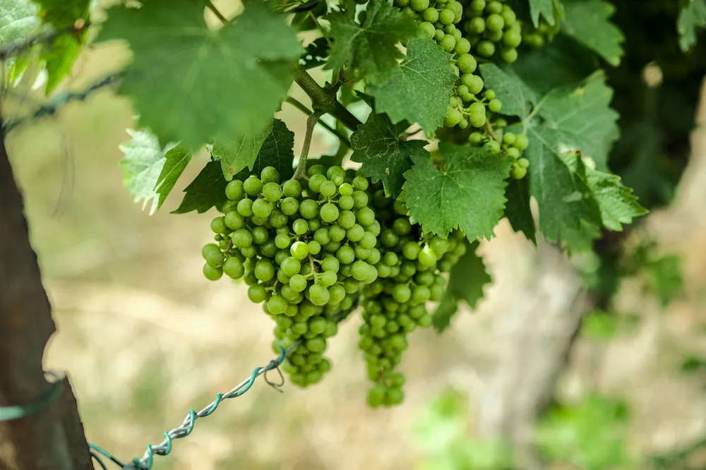 Lush green grapes hanging on vine, symbolizing vineyard freshness