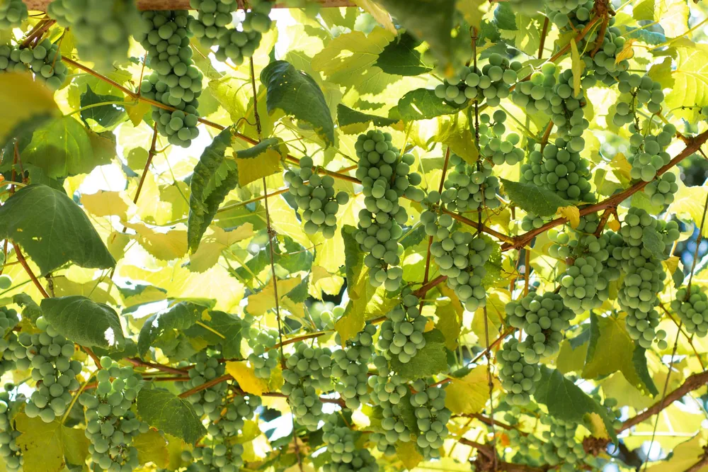 Lush green grapes on the vine, basking in sunlight, perfect for a vineyard scene