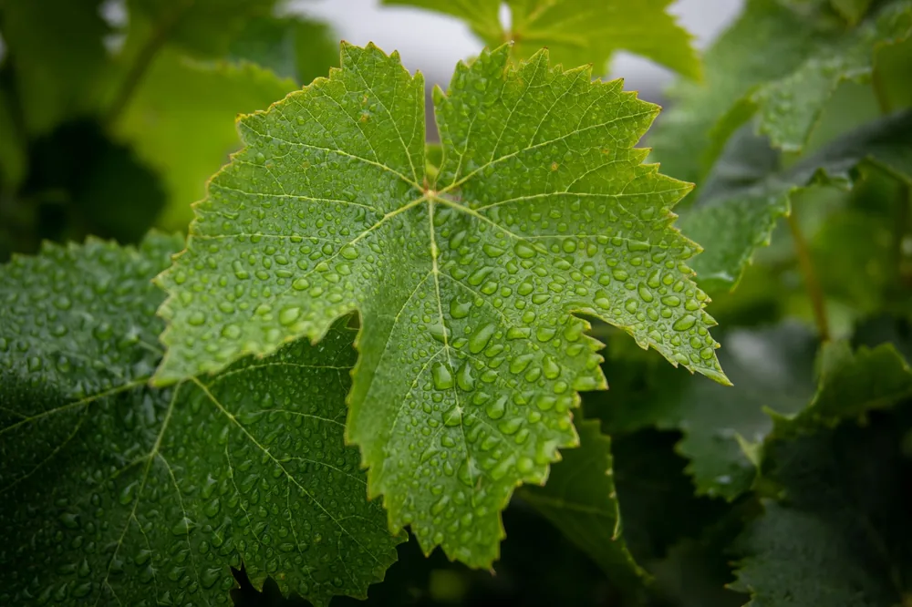 Lush green grapevine leaves adorned with morning dew drops