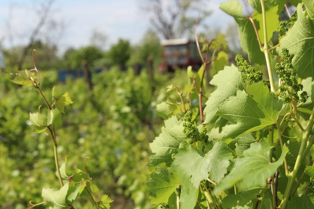 Lush green grapevines with developing grapes in a sunny vineyard