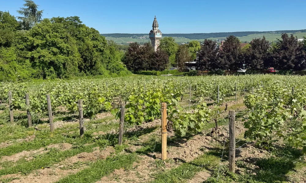 Lush green vineyard in summer with a church in the background under a clear blue sky