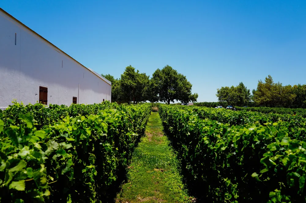 Lush green vineyard rows under a blue sky next to a white building