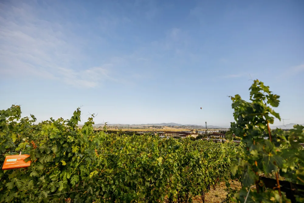Lush green vineyard rows under a clear blue sky