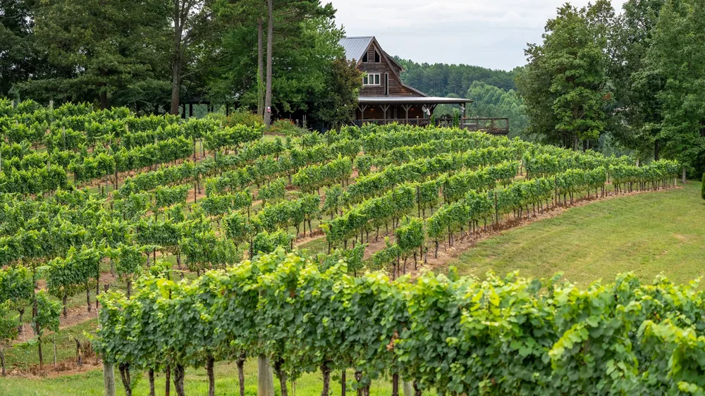 Lush green vineyard with rustic house, showcasing rural North Carolina landscape