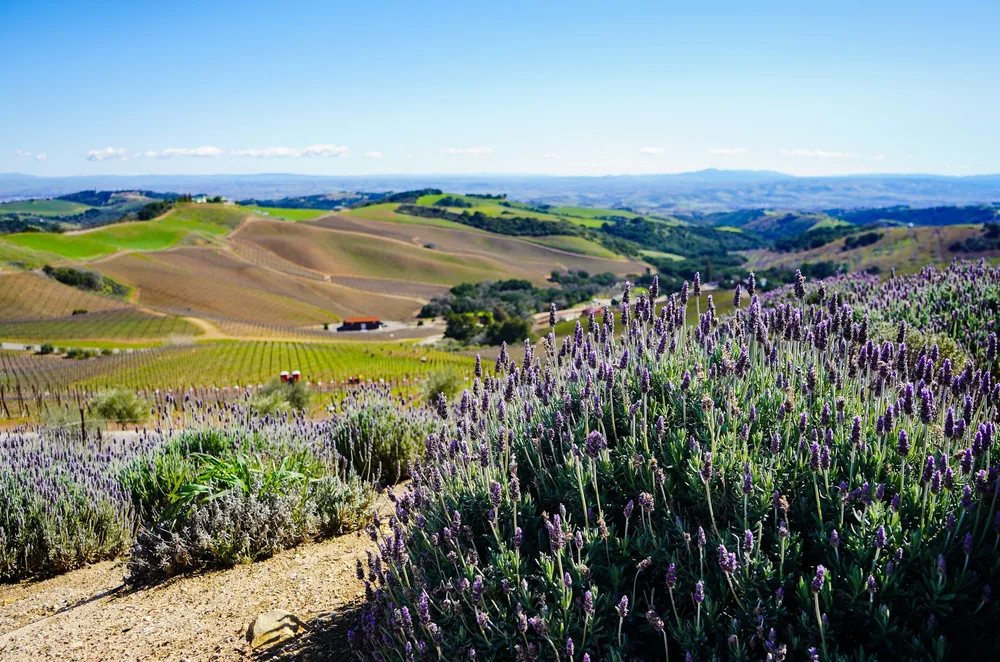Lush lavender fields with rolling hills in Paso Robles, CA, under a bright blue sky