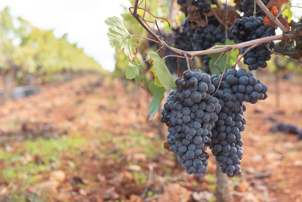 Lush purple grapes hanging on a vine in a scenic vineyard during harvest season