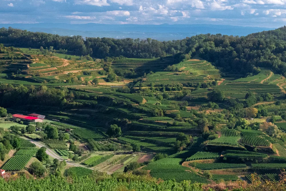 Lush terraced vineyards under a sky, showcasing nature's beauty