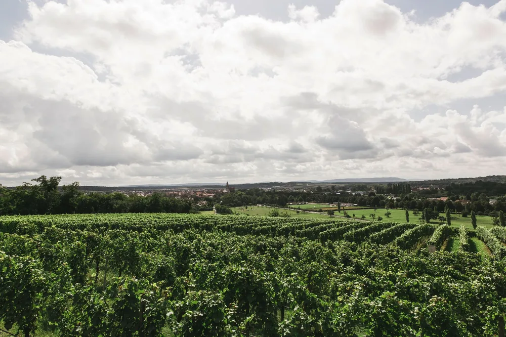 Lush vineyard landscape with grapevines under a cloudy sky, perfect for wine enthusiasts