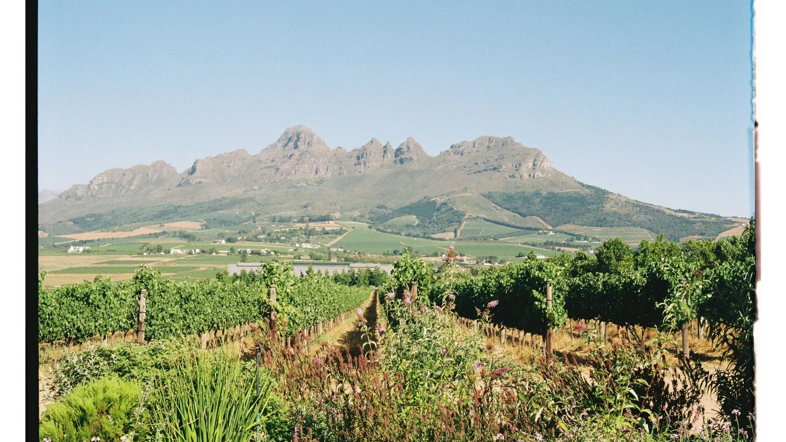 Lush vineyard landscape with mountain backdrop under a clear blue sky