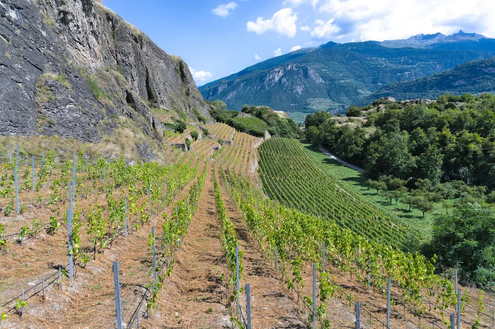Lush vineyard on a sunny day with Swiss Alps backdrop