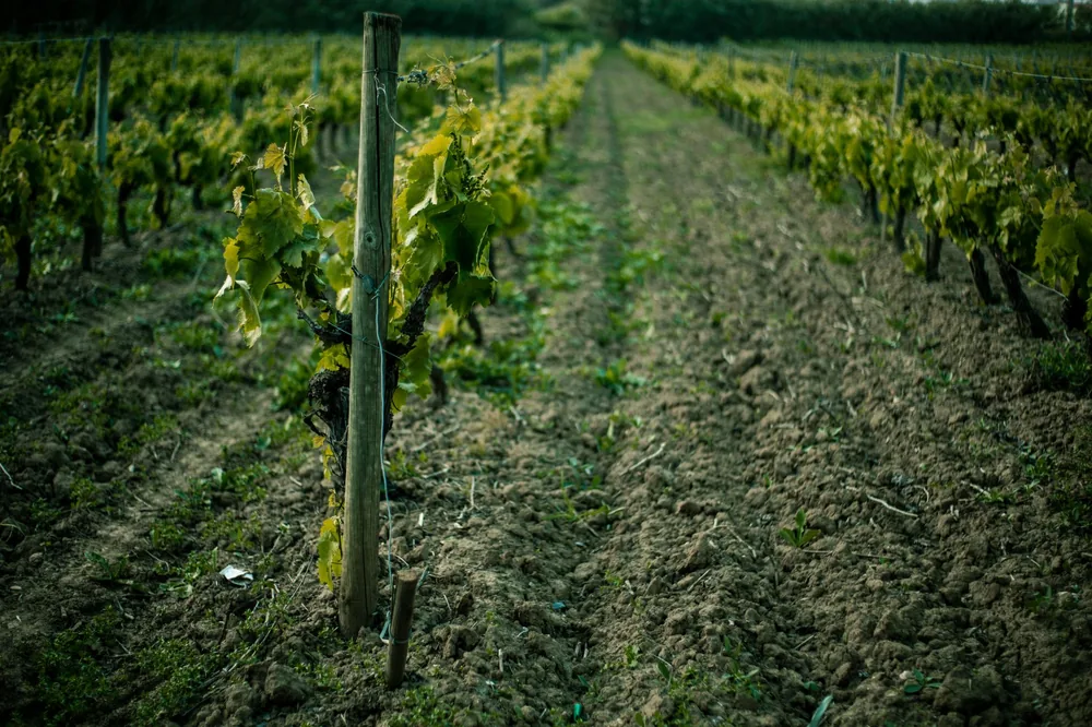 Lush vineyard rows in soft springtime light, ideal for agricultural themes