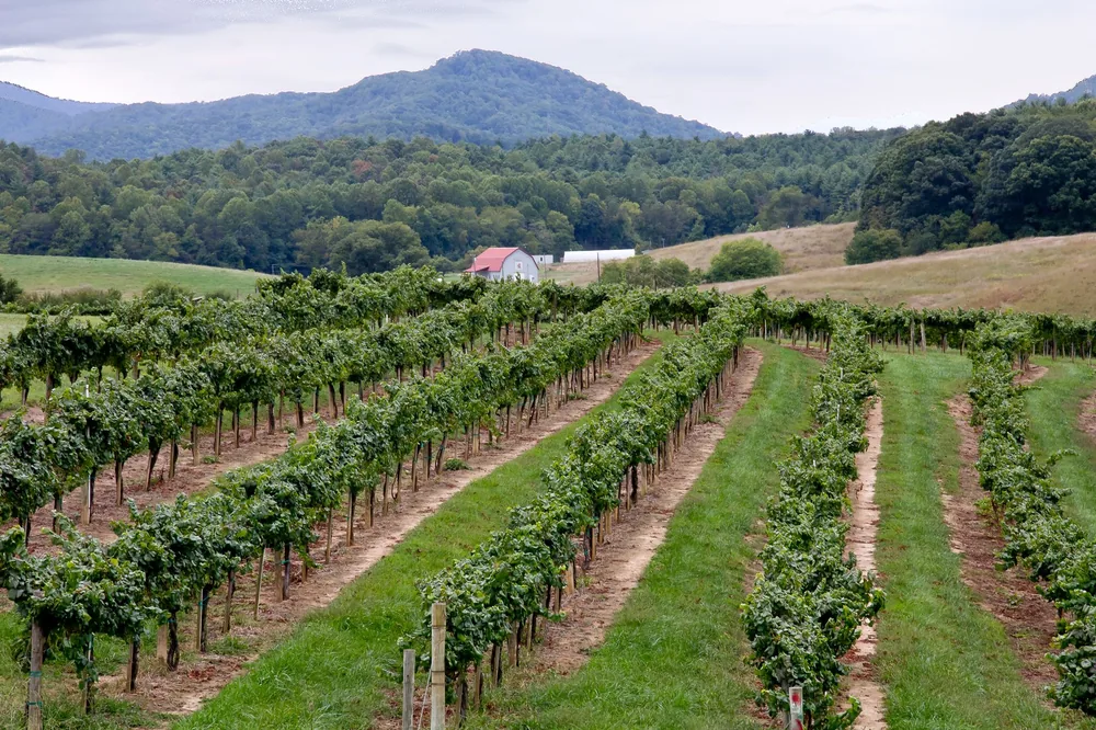 Lush vineyard rows stretch towards a mountain, epitomizing rural viticulture during the growing season