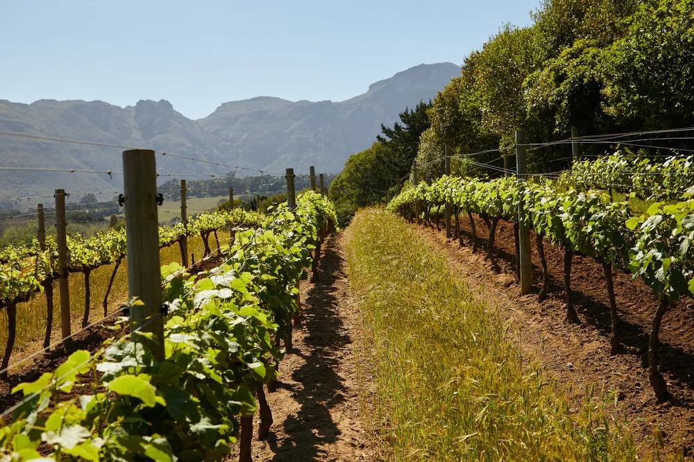 Lush vineyard rows stretch under clear skies, framed by mountains