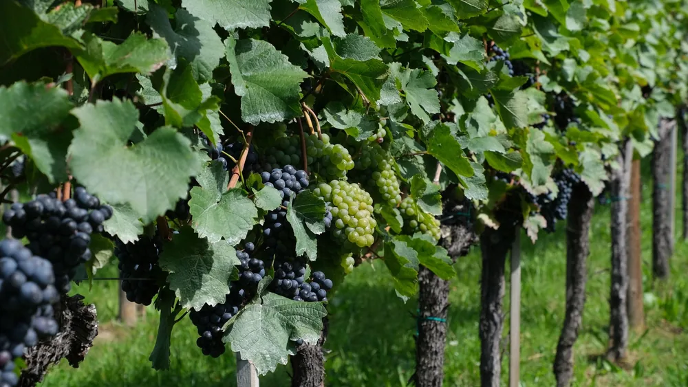 Lush vineyard showcasing ripe clusters of green and purple grapes under summer sunlight