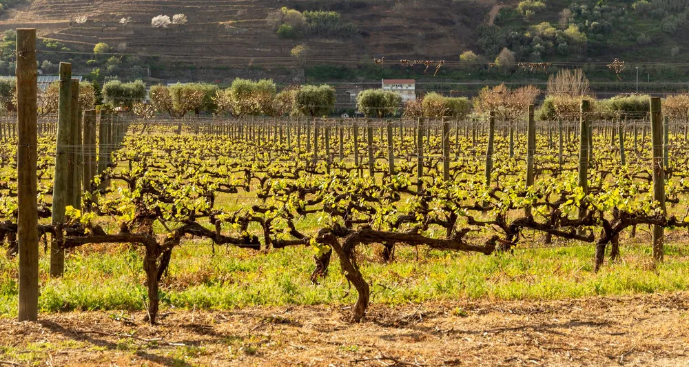 Lush vineyard under bright sunlight, showcasing thriving grapevines with scenic countryside backdrop