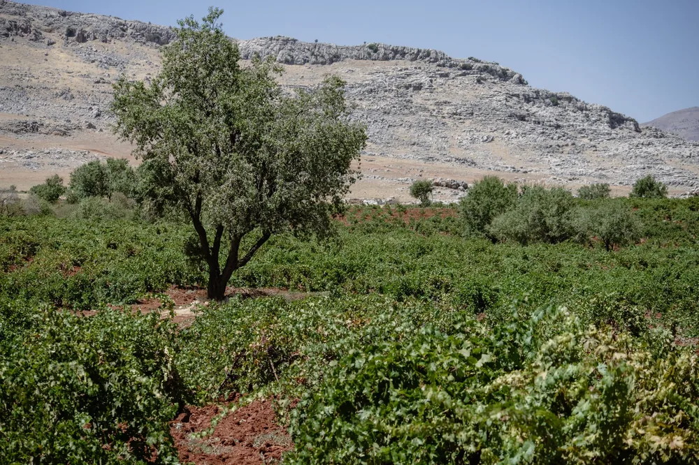 Lush vineyard with olive trees and rocky hills in the background under a clear summer sky