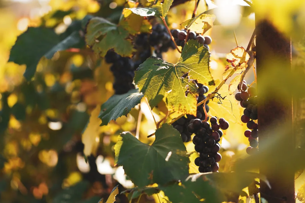Lush vineyard with purple grapes and green leaves basking in golden sunlight in Năsăud, Romania